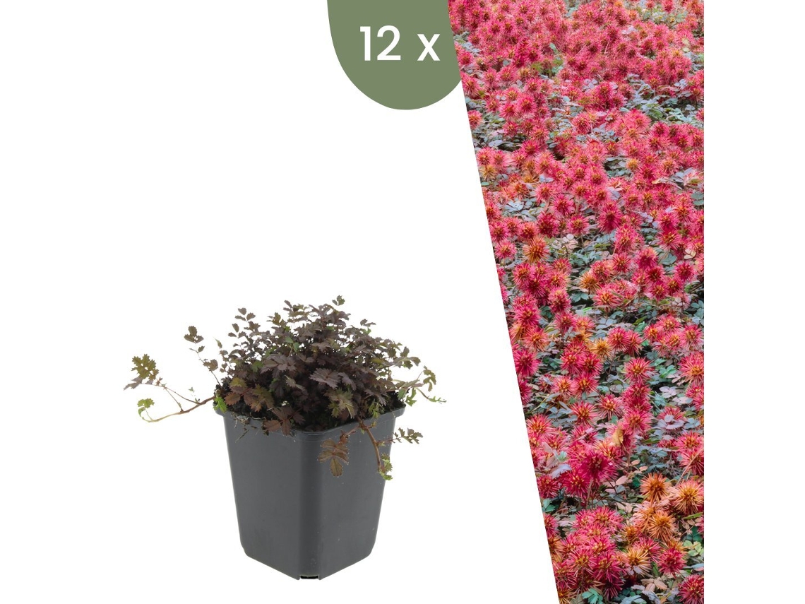 | 12 Plantas Erva Ouriço | Acaena Microphylla Kupferteppich | Cobertura Do Solo Resistente | Perene Resistente | Plantas De Jardim Plants By Frank