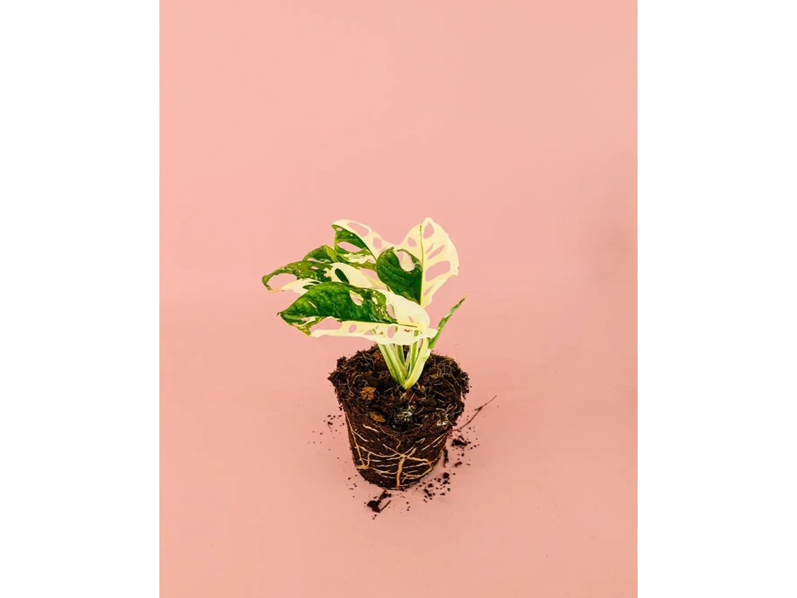 Monstera Monkey Variegada | Plantas Naturais Interior | Pur Plant