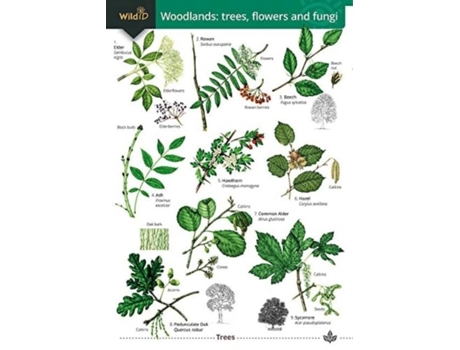 Livro Woodlands trees, flowers and fungi de Rebekah Trehern (Inglês)