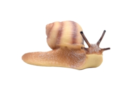 WalshLXq Caracol Artificial Realista em Micro Paisagem - Brinquedo Educativo para Crianças e Bebês