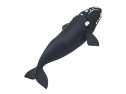 SAFARI Right Whale
