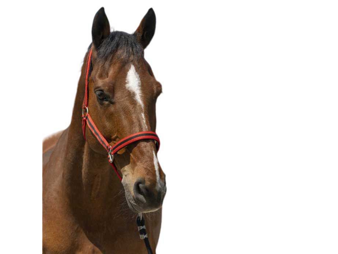 Cabeçada Satine Vermelho Fullnorton Equestrian