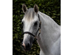 Cabresto de cavalo almofadado em couro Premier Equine