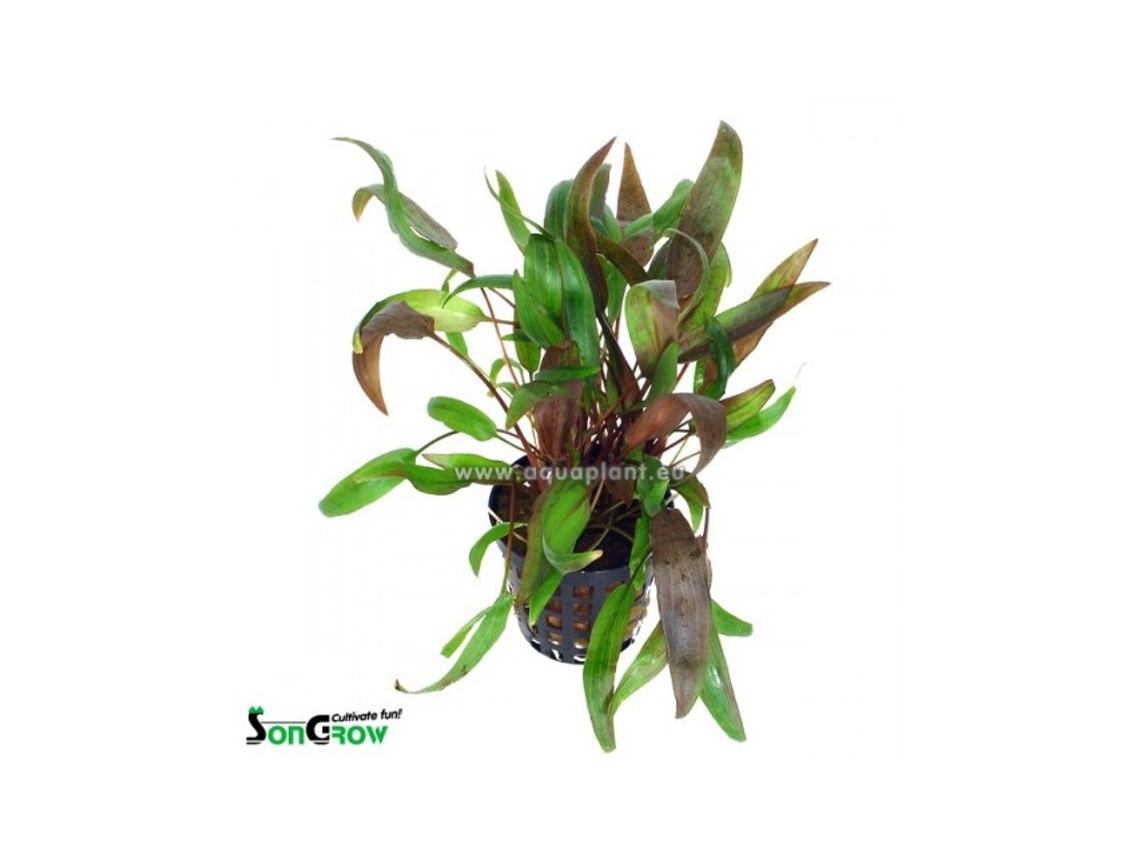 Cryptocoryne Wendtii Brown