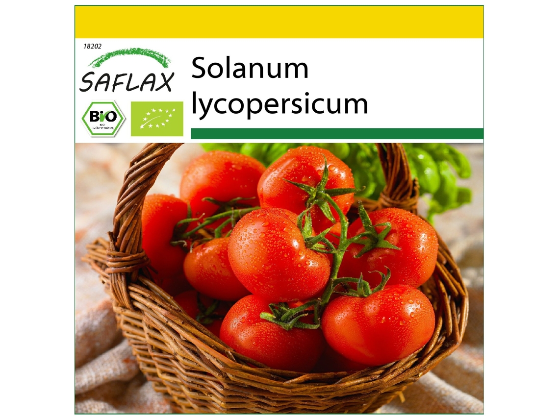 SAFLAX Conjunto de Cultivo Orgânico Tomate Rosa Bernese Solanum Lycopersicum 10 Sementes com Mini Estufa Substrato de Cultivo e 2 Vasos