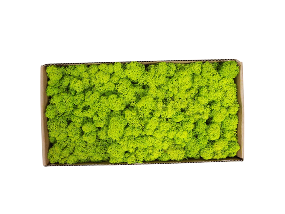 Musgo Preservado Decorativo para Parede Arte Jardim Micro Paisagem Sem Manutenção 500g | S/MARCA
