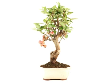 Bonsai Malus Sp.12 Anos Macieira Planeta Huerto Bonsái
