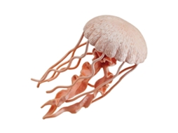 SAFARI Jellyfish Sea Life