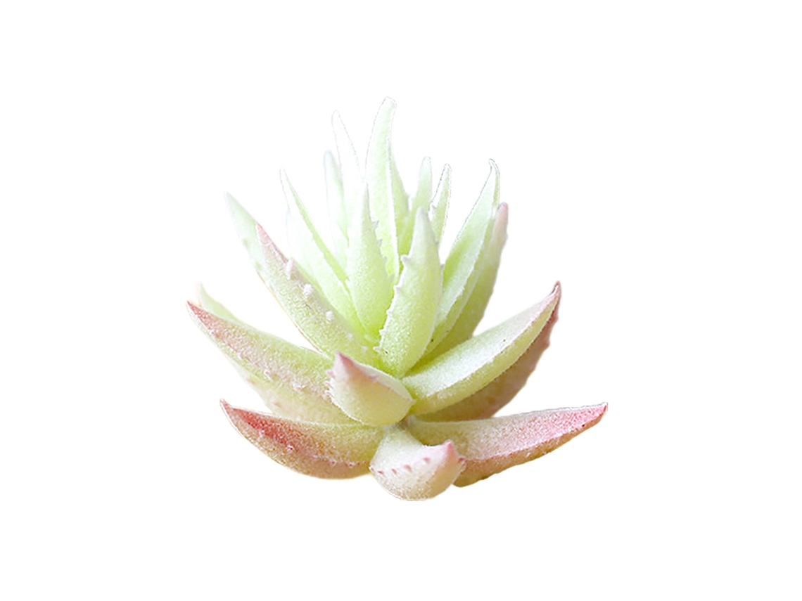 Laxiscreed Planta Suculenta Decorativa Com Espinhos Para Diy De Flores De Plástico Mm384