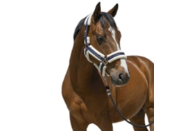 Cabeçada Cosy Azul Ponynorton Equestrian