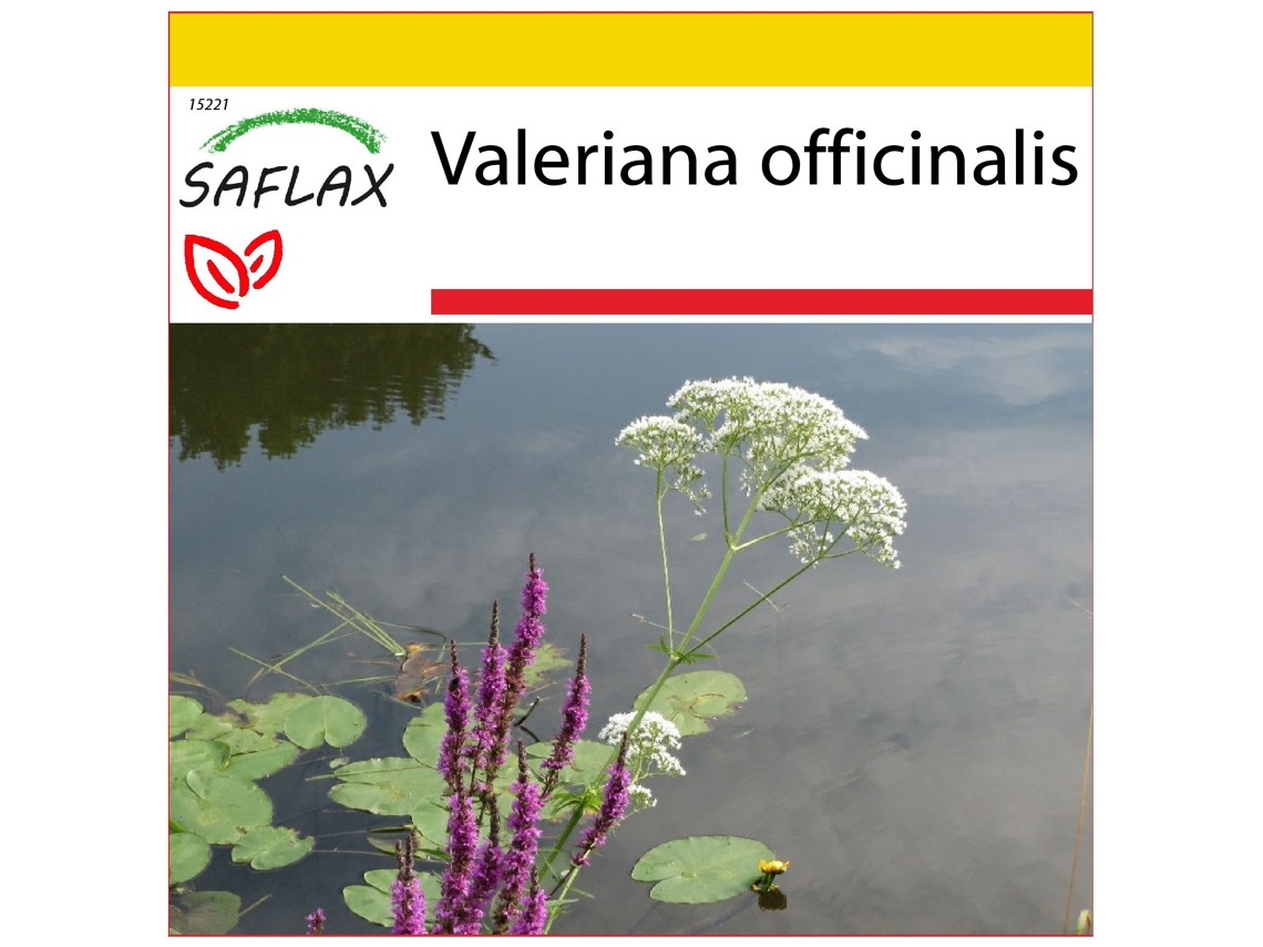 SAFLAX Conjunto de Cultivo Valeriana Valeriana Officinalis 200 Sementes com Mini Estufa Substrato de Cultivo e 2 Vasos
