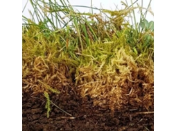 Alga Natura Boost Bioestimulante Marinho Orgânico Concentrado | 5 Litros | 100 Natural Vetonek