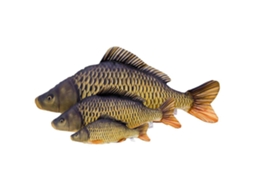 GABY The Common Carp Mini