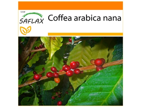 SAFLAX Garden In The Bag Arbusto de Café Anão Coffea Arabica Nana 8 Sementes com Substrato de Cultivo em Saco Prático e Automontante