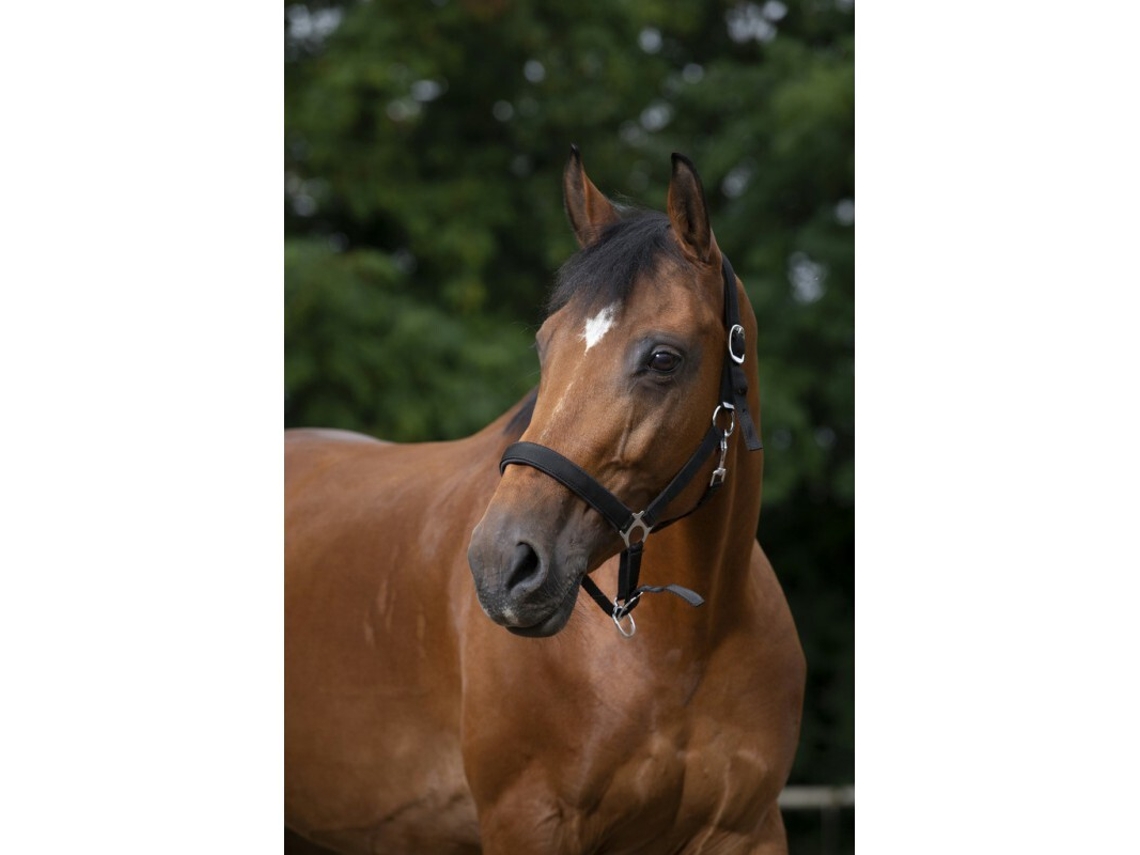 Cabresto para cavalos Norton Doublé néoprène
