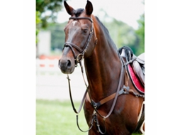 Gola Elástica de Caça Ao Cavalo com Martingale TATTINI