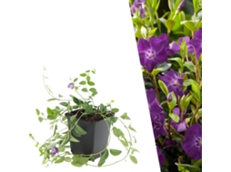 60 Plantas de Pervinca Roxa, Vinca Minor 'atropurpurea', Cobertura Resistente, Perenes, Jardim PLANTS BY FRANK
