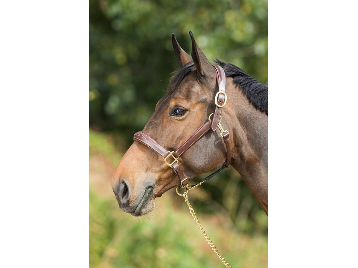 Cabresto de couro para cavalos HFI Grooming