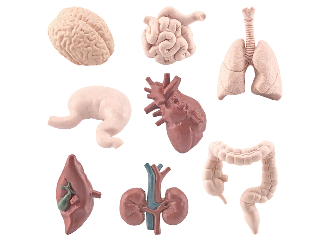 Primerox 8pcs Modelos Orgãos Humanos Simulação Brinquedos Educativos Pvc para Crianças 3+