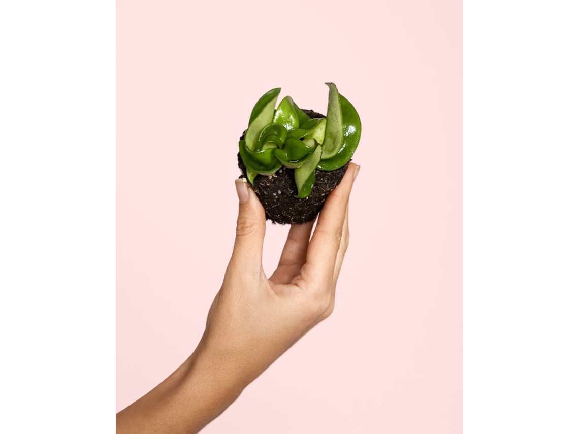 Hoya Carnosa Mini 6 Cm – Planta De Cera