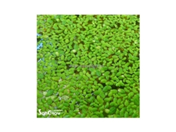 Lemna Sp. (duckweed)