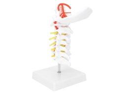 Modelo Anatômico Da Vértebra Cervical, Coluna Vertebral E Nervos Espinhais Para Estudo Ensino Em Sala De Aula Ciências