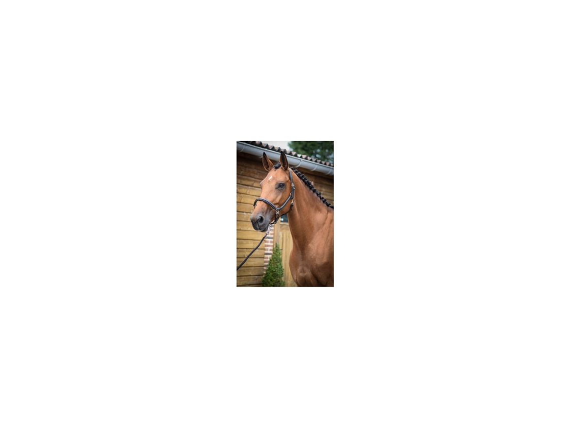 Cabresto de aliciamento de cavalos Jump'In Collection One