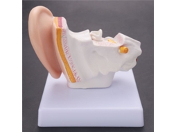 Modelo Da Anatomia Orelha Humana Multiplicado Por 1, 5 Mostra A Estrutura Dos Órgãos Da Orelha Central E Externa(material Didático)