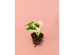Monstera Monkey Variegada | Plantas Naturais Interior | Pur Plant