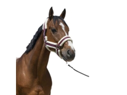 Cabeçada Cosy Vermelho Cobnorton Equestrian