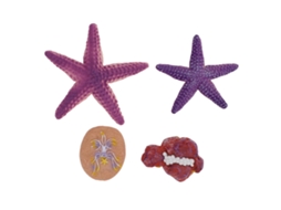 Rebe-4 Peças De Figuras De Estrela Do Mar Simuladas Ornamentos De Animais Marinhos Brinquedo Educativo Para Crianças Meninos Meninas 3+