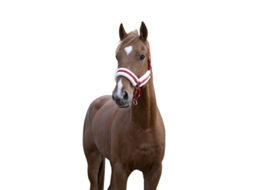 Cabresto para cavalos Norton Confort