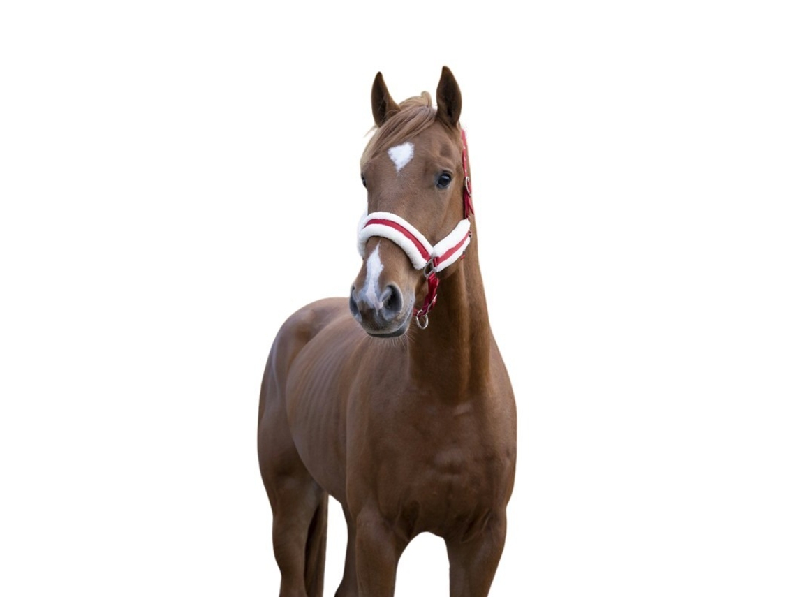 Cabresto para cavalos Norton Confort