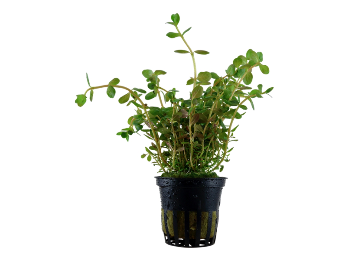 Rotala Rotundifolia