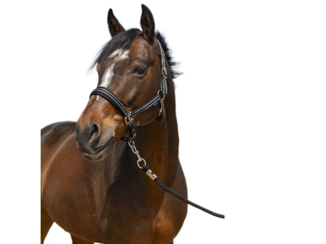 Cabeçada 4Lines Preto Fullnorton Equestrian