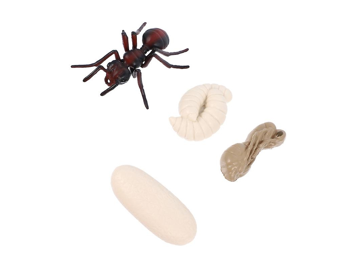 Modelo De Crescimento De Formiga Vermelha 4pcs Allinless
