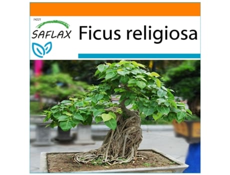 SAFLAX Garden In The Bag Figo Buda / Árvore Bodhi Ficus Religiosa 100 Sementes com Substrato de Cultivo em Saco Prático e Automontante