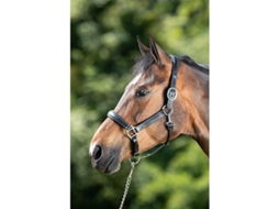 Cabresto de couro para cavalos HFI Grooming