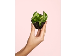 Hoya Carnosa Mini 6 Cm – Planta De Cera