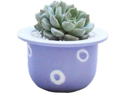 Vaso de Cerâmica com Furo de Drenagem para Suculentas e Cactos | S/MARCA