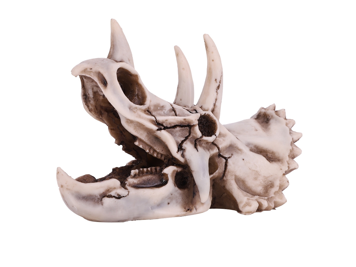 Modelo Cabeça Triceratops Resina Decoração