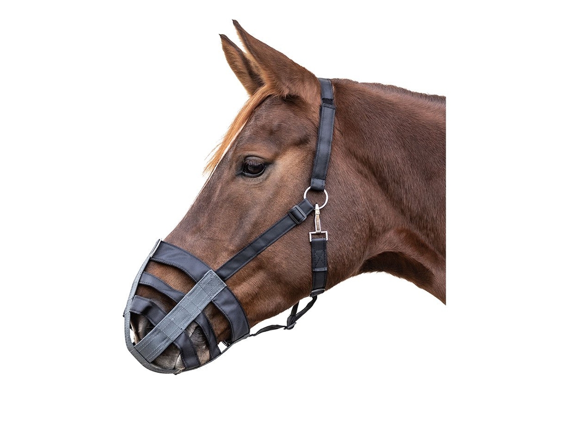 Focinho Castanho Ponywaldhausen