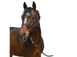 Cabeçada Grooming Castanho Ponynorton Equestrian