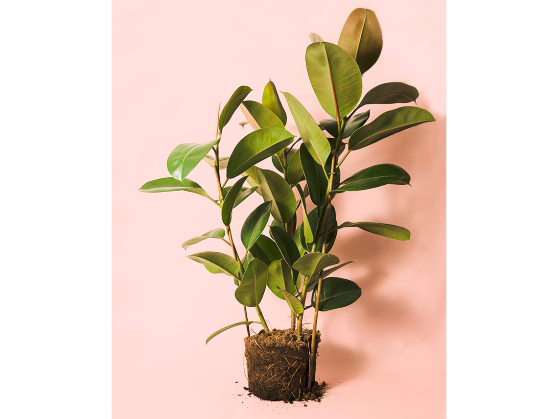 Ficus Elástica Robusta Xl | Planta Natural Tropical Elegante | Vaso Ø27 Cm Aprox. | Pur Plant