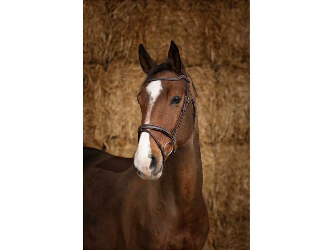 Cabeçada Perle Castanho Fullnorton Equestrian