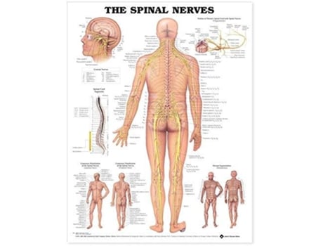 Livro Spinal Nerves Anatomical Chart de Anatomical Chart Company (Inglês)
