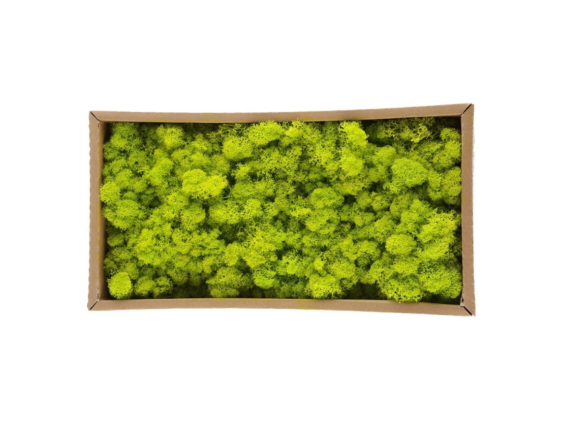 Primerox adesivo de Parede de floresta tropical, PVC removível