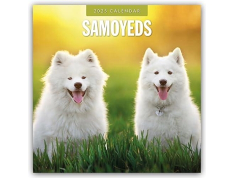 Livro Samoyeds 2025 Square Wall Calendar de Red Robin (Inglês)