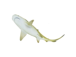 SAFARI Lemon Shark