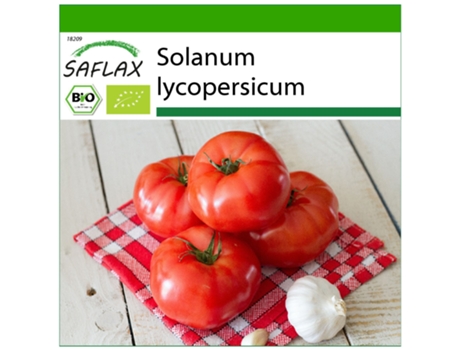 SAFLAX Orgânico Tomate Saint Pierre Solanum Lycopersicum 15 Sementes com Substrato de Cultivo Livre de Germes